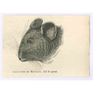 The Mouse