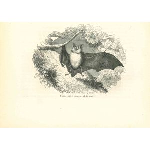 The Bat