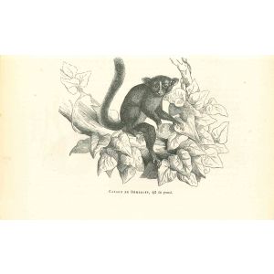 Galago