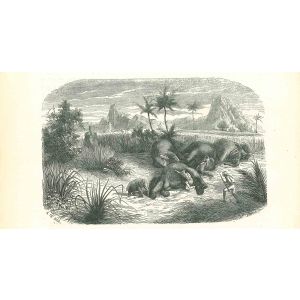 The Dead Elephants