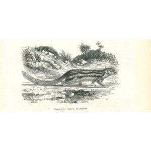 The Beaver