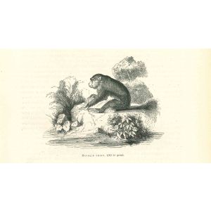 The Gorilla