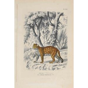 Jaguar