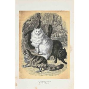 Domestic Cats