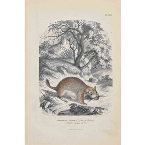 Viscacha