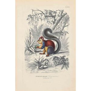 Indian Giant Squirrel