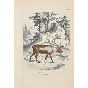 The Reindeer