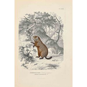 Marmot of Quebec