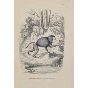 Hamadryas Baboon