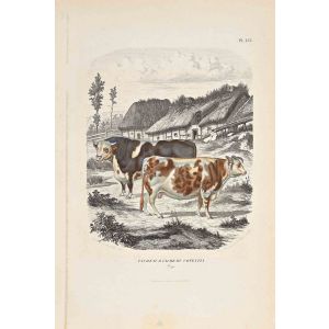The Cows