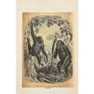 Orang-Outan