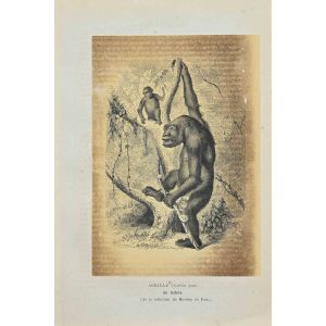 Gorilla