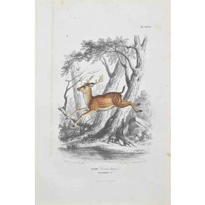 Deer