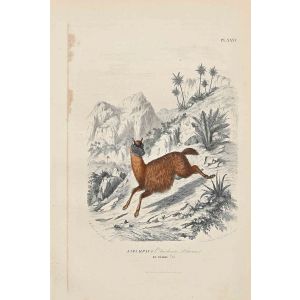 Alpaca
