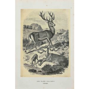 Red Deer 