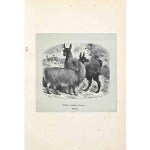 Lama