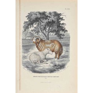 The Ram And Sheep