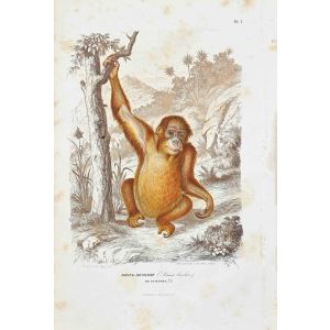 Orang Bicolore