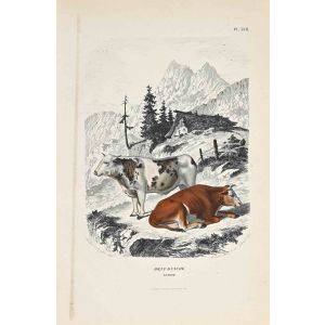 The Cows