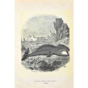 North Atlantic Right Whale