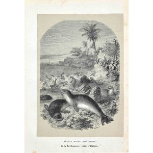 Monk Seals