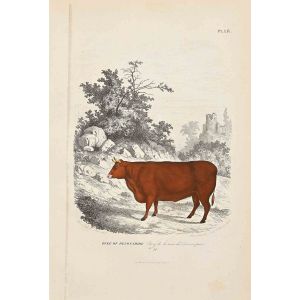 The Cow