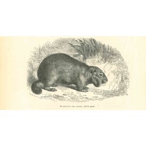 Marmotte Des Alpes