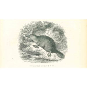 Ornithorhynque Paradoxal