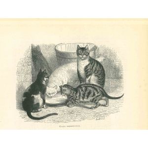 The Cats and Kitty