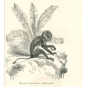 The Monkey
