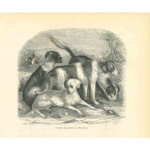 The Dogs