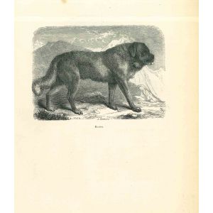 The Dog