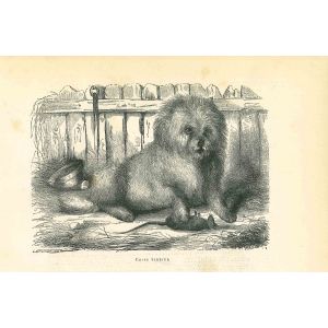 The Dog
