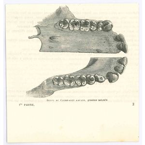 The Teeth