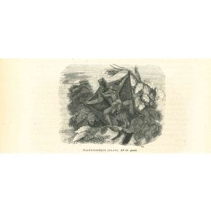 Galéopithèque Volant