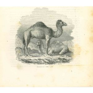 The Camels