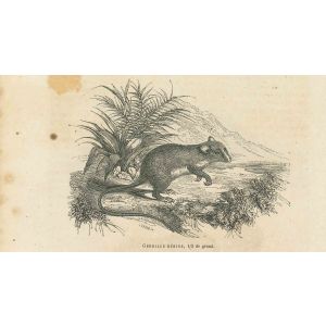The Mouse