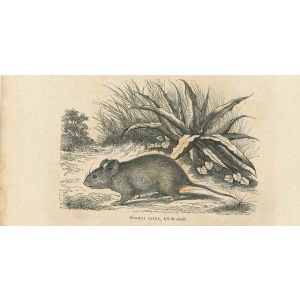 The Mouse