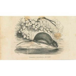 The Drinking Mouse