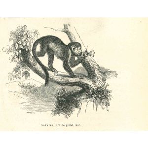 The Monkey