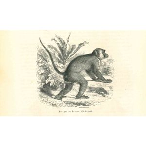 The Monkey
