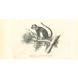 The Monkey