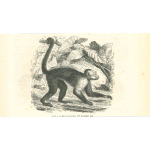 The Monkey