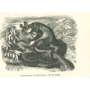 Cheiromys De Sonnerat
