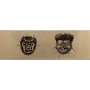 The Monkeys