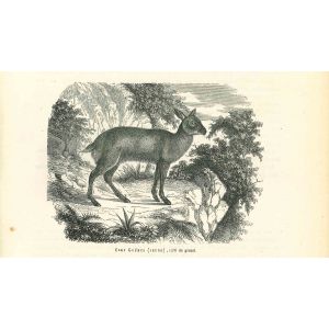 Cerf Gueul
