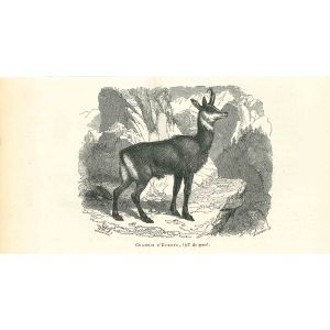 The Antelope