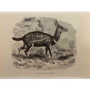 The Antelope