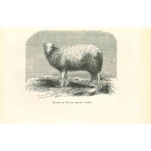 The Sheep