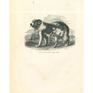 The Dog